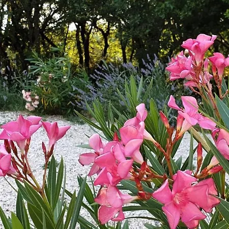 Le Clos du Grand Chêne Saint-Marcel-d'Ardeche Extérieur photo